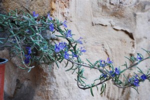 herbal-medicine